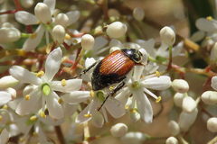 Phyllotocus navicularis