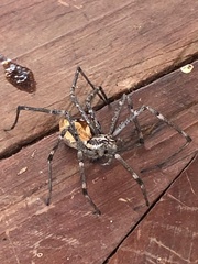 Euprosthenops