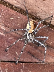 Euprosthenops
