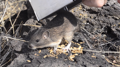 Heteromys irroratus
