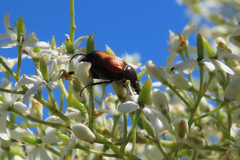 Phyllotocus navicularis