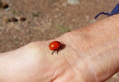 Leptinotarsa rubiginosa