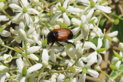 Phyllotocus navicularis