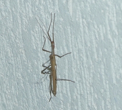 Trachythorax sparaxes