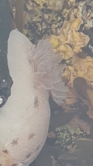 Alloiodoris lanuginata