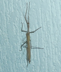 Trachythorax sparaxes