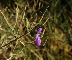 Dicliptera paniculata