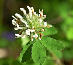 Trifolium pignantii