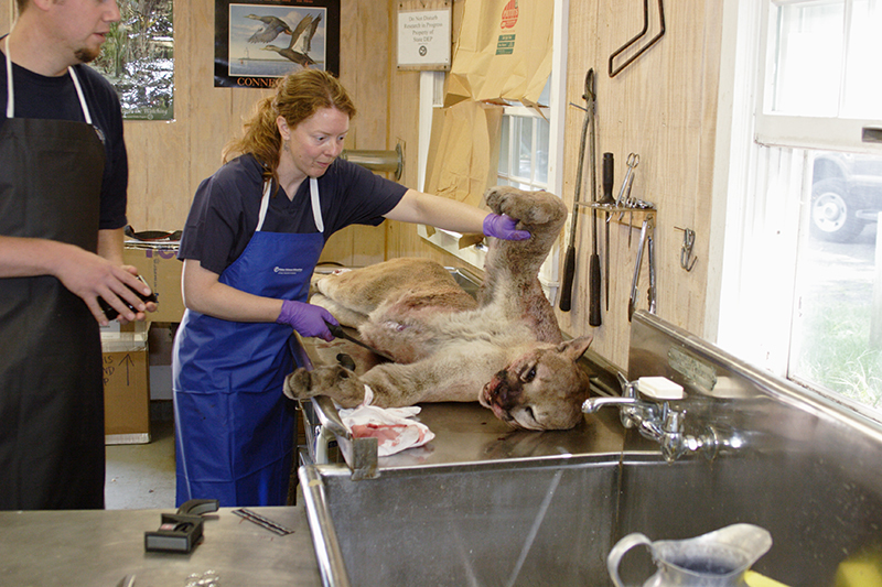 North American Mountain Lion