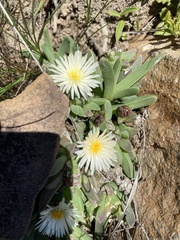 Corpuscularia