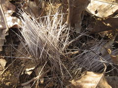Hydropotes inermis argyropus