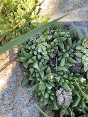 Corpuscularia