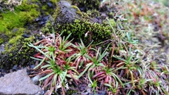 Armeria maritima maritima