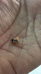 Coccinella septempunctata