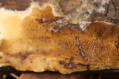 Hydnomerulius pinastri