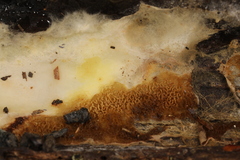 Hydnomerulius pinastri