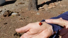 Leptinotarsa rubiginosa