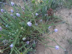 Aspalathus cephalotes violacea