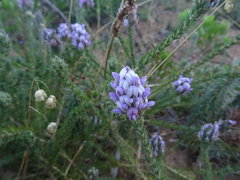 Aspalathus cephalotes violacea