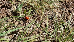 Leptinotarsa rubiginosa