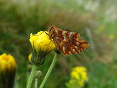 Boloria pales