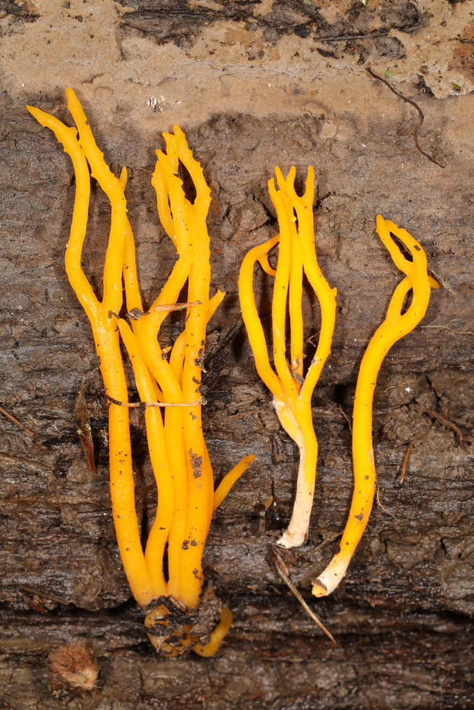 Calocera sp. 'viscosa-IN01'