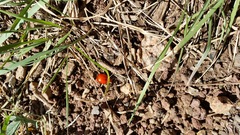 Leptinotarsa rubiginosa