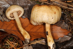 Hebeloma ischnostylum