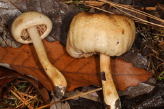 Hebeloma ischnostylum