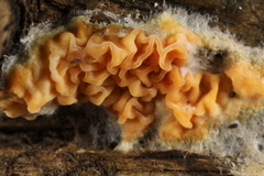 Leucogyrophana mollusca