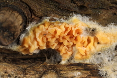 Leucogyrophana mollusca