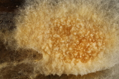 Leucogyrophana mollusca