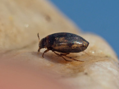 Hydroglyphus geminus