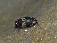 Hydroglyphus geminus