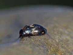 Hydroglyphus geminus