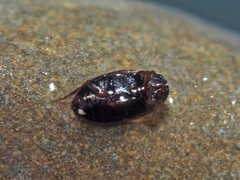 Hydroglyphus geminus