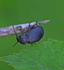 Euboeus tenebricosus