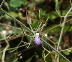 Dicliptera paniculata