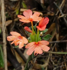 Crossandra nilotica