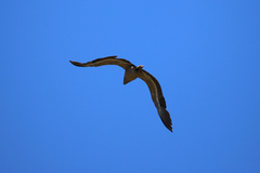 Egretta novaehollandiae