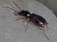 Bembidion articulatum