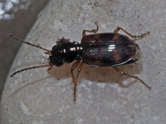 Bembidion articulatum