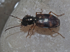 Bembidion articulatum