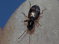 Bembidion articulatum