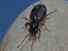 Bembidion articulatum