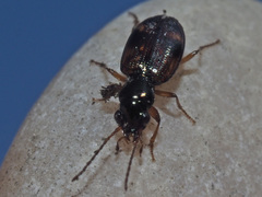Bembidion articulatum