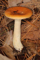 Russula katarinae