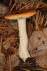 Russula katarinae