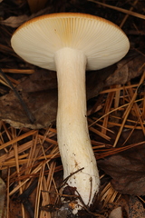 Russula katarinae