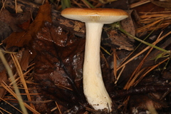 Russula katarinae